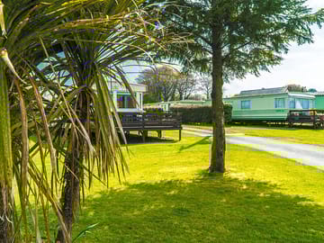 Trees on the park