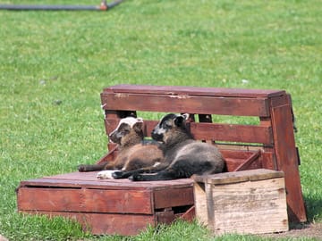 Lambs chilling out