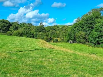 Lovely green grass