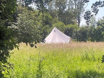View of the bell tent from under the ash tree