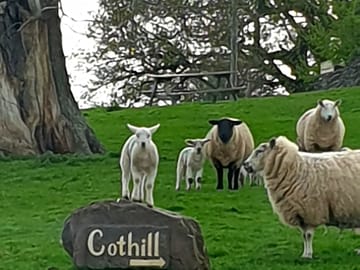The neighbours