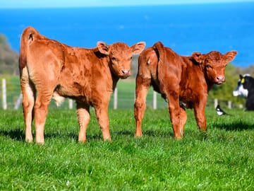Animals grazing on the farm