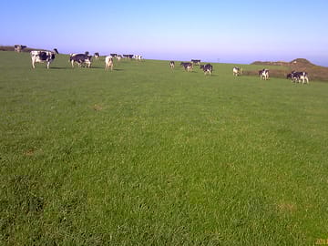 Cattle grazing at leswidden farm