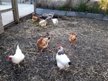 Chickens on site