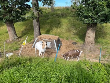 Resident goats