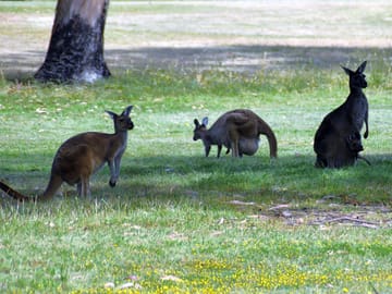 Resident kangaroos
