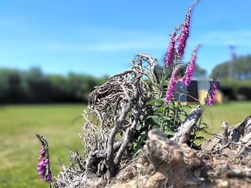 Wildflowers on site