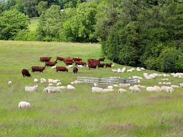 Sheep and cows