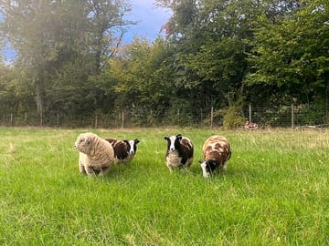 Local neighbours can be petted by children. very friendly.
