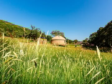 Yurt nestled in ancient orchard, surrounded by trees and long areas of grass