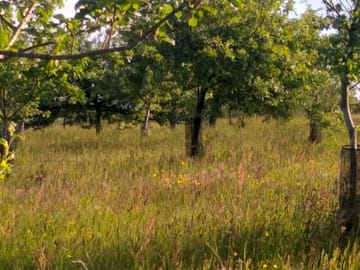 Grasses and wildflowers in the orchard