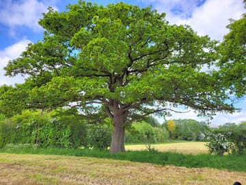 In the fields a mighty oak