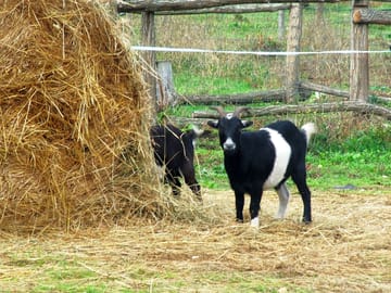 Friendly goats