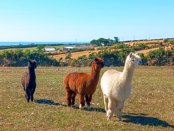 Our lovely alpacas that can be seen from the campsite field.
