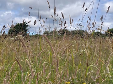 Meadow surroundings