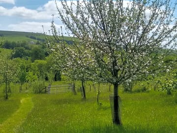 Spring is apple-blossom time