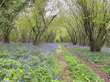 Ancient woods carpeted with wildflowers