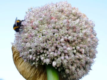 In bloom