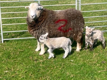 Herdwick babies
