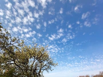 Summer skies