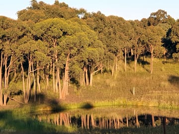 Dam paddock in the morning