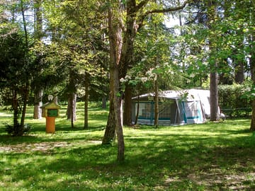 Pitches in the pine grove