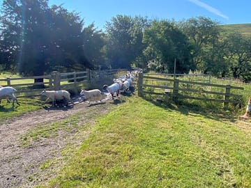 Sheep coming in for sorting along the old railway line track
