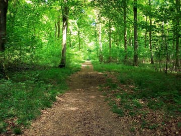 Beautiful drove in vernditch woods