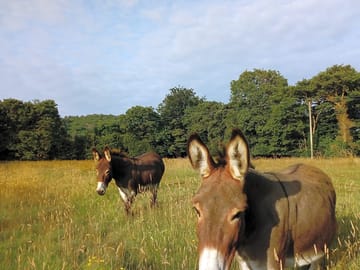 Friendly resident donkey