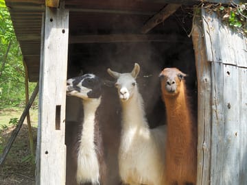 Axle, hannah and orion in one of their stables