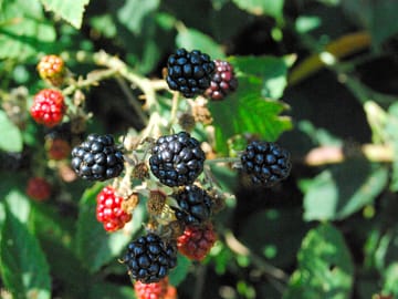 Pick your own pudding – blackberries in the bushes in august and september