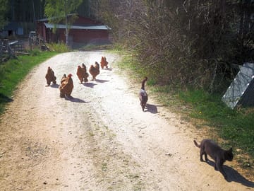 Friendly chickens