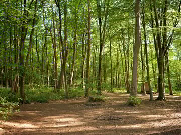 Woodland location