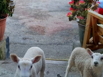 The pet lambs demanding their bottle