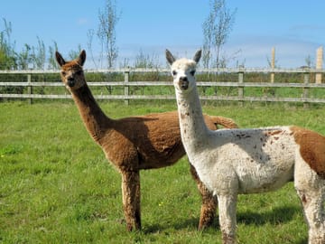 Freindly alpacas