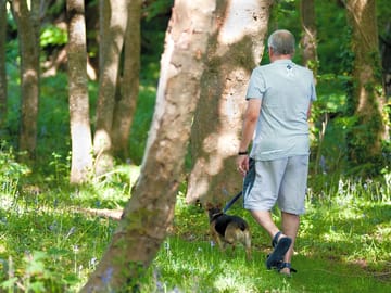 A walk in the woods with the dog