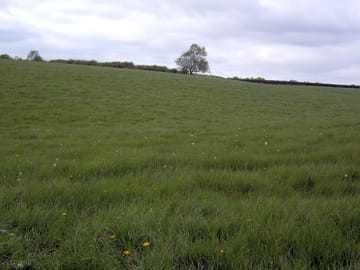 See it's a big field!