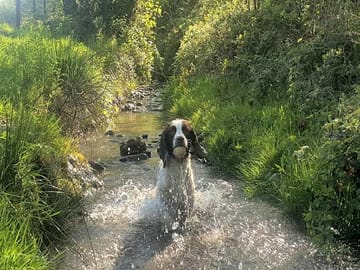 Fun in the stream