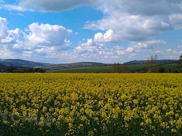 View from the farm