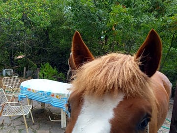 Horses on site