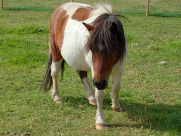 Bilbo the pony