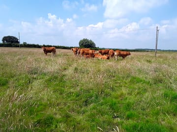 Cattle grazing at barff hill