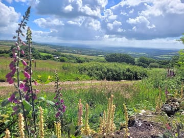Wild flowers on the site