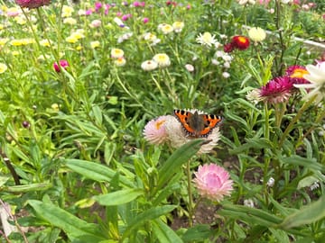 Wildflowers