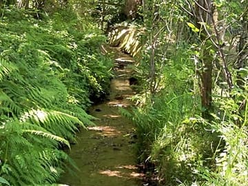 Spring fed stream