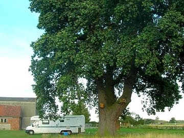 Our beautiful oak