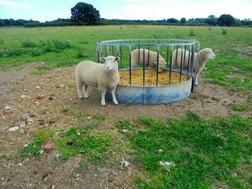 Even more sheep