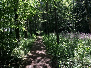 Woodland walk surrounding the campsite