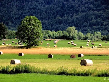 Hay fields