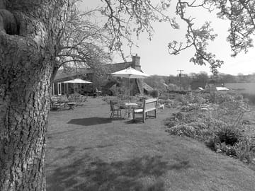 Our tea garden